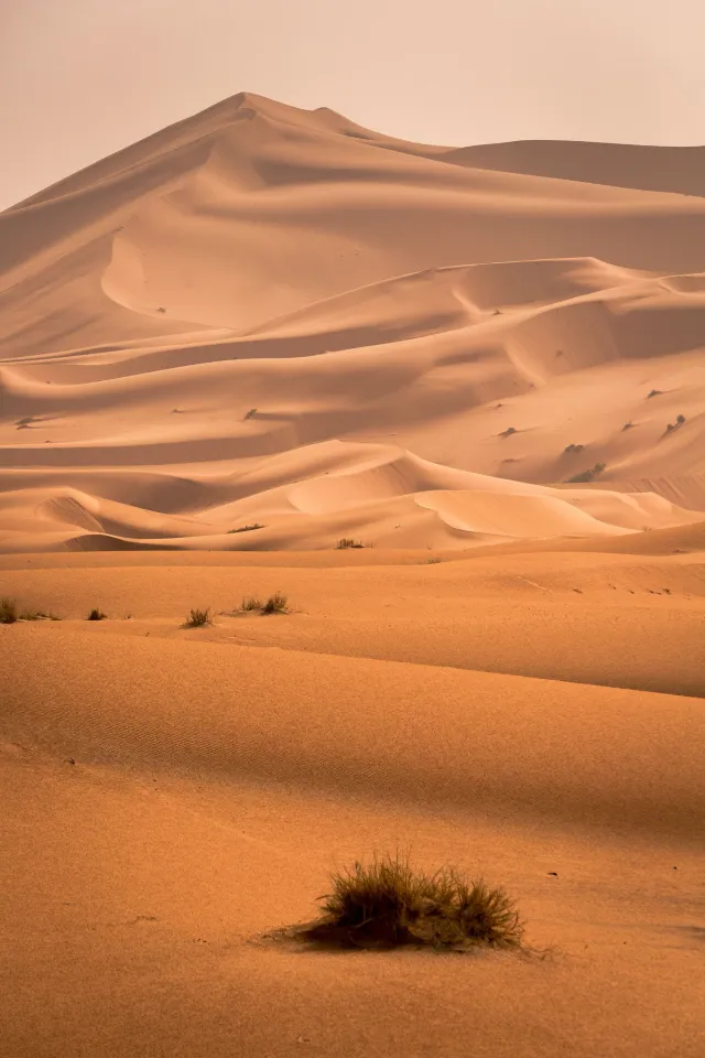 Desert Camp Experience